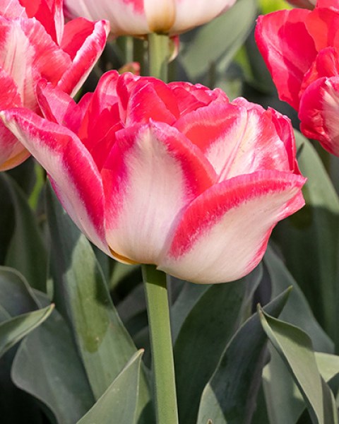 Pink Delight (2)